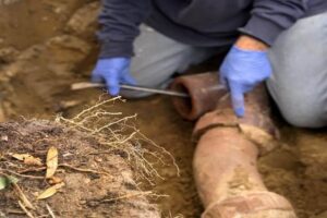 Technician in blue gloves examines exposed tree roots in soil during sewer line inspection and repair work.